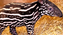 Animals tapirs