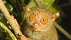 Animals tarsiers