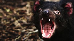 Animals tasmanian devil wolverines