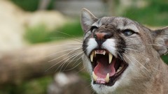 Animals teeth cougars