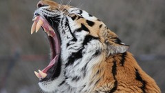 Animals teeth fangs Wild Tigers open mouth yawns