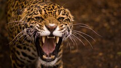 Animals teeth jaguars big cats nature leopard