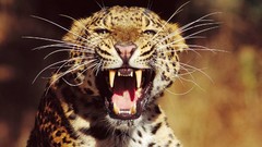 Animals teeth Leopards wild animals amur leopard
