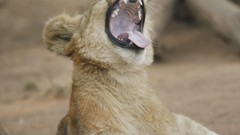 Animals teeth Lions yawns
