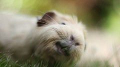 Animals teeth pets guinea pigs focused