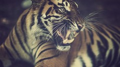 Animals teeth Tigers feline