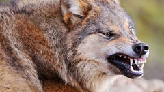 Animals teeth Wolves