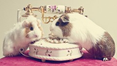 Animals telephone guinea pigs