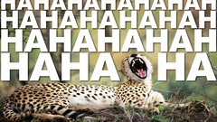 Animals text funny cheetahs Quotes