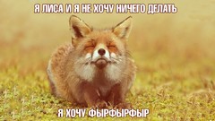 Animals text Russian meme red fox foxes
