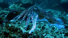 Animals Thailand cuttlefish sea anemones