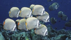 Animals Thailand school