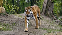 Animals tiger big cats Mammals