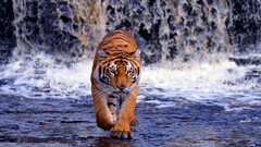 Animals tiger big cats Mammals water