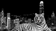 Animals tiger City Wild