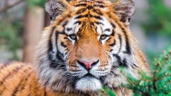 Animals tiger closeup big cats