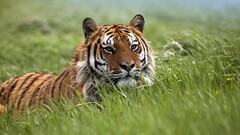 Animals tiger nature big cats Mammals outdoors grass