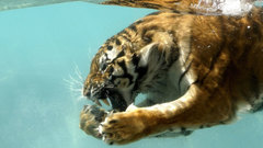 Animals Tigers