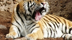 Animals Tigers
