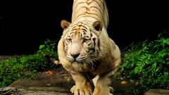 Animals Tigers