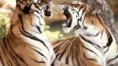 Animals Tigers