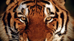 Animals Tigers