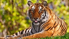 Animals Tigers