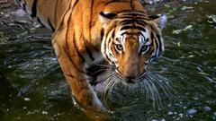 Animals Tigers