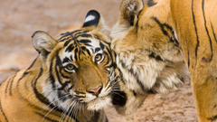 Animals Tigers