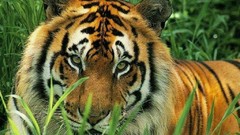 Animals Tigers