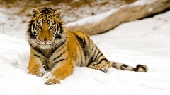 Animals Tigers