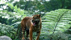 Animals Tigers