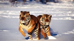 Animals Tigers