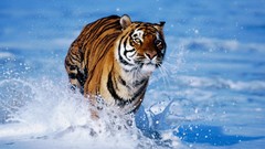Animals Tigers
