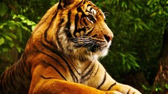 Animals Tigers