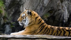 Animals Tigers