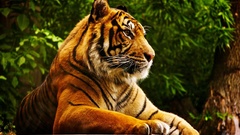 Animals Tigers