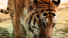 Animals Tigers