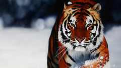 Animals Tigers