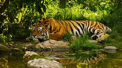 Animals Tigers