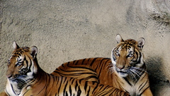 Animals Tigers