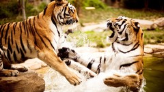 Animals Tigers