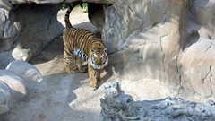 Animals Tigers
