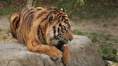Animals Tigers