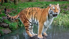 Animals Tigers