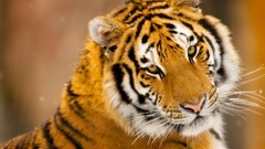 Animals Tigers
