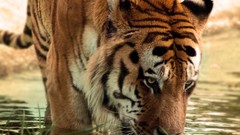 Animals Tigers