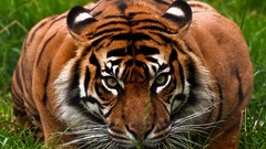 Animals Tigers