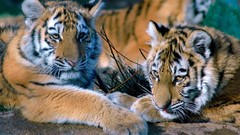 Animals Tigers
