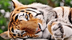 Animals Tigers